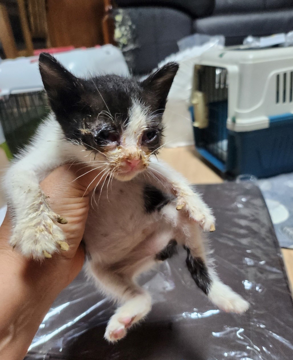 울산유기동물보호센터_431372202300387